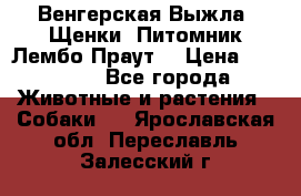 Венгерская Выжла. Щенки. Питомник Лембо Праут. › Цена ­ 35 000 - Все города Животные и растения » Собаки   . Ярославская обл.,Переславль-Залесский г.
